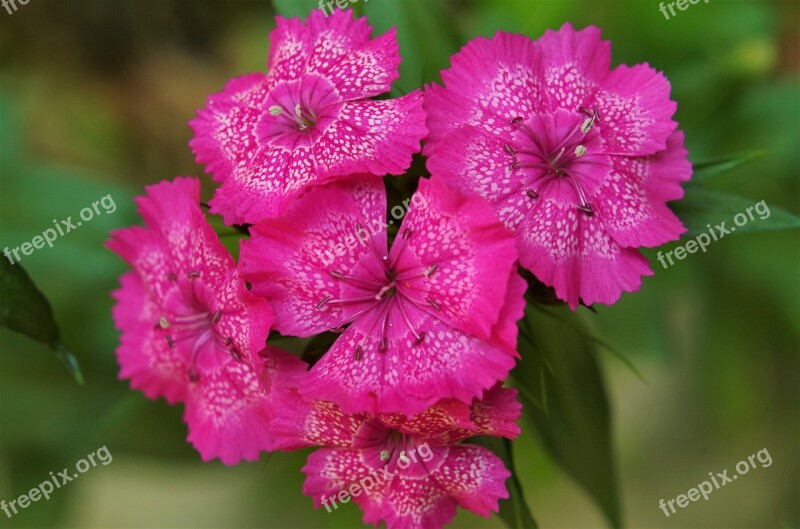 Flowers Carnations Variegated Pink Carnations Free Photos