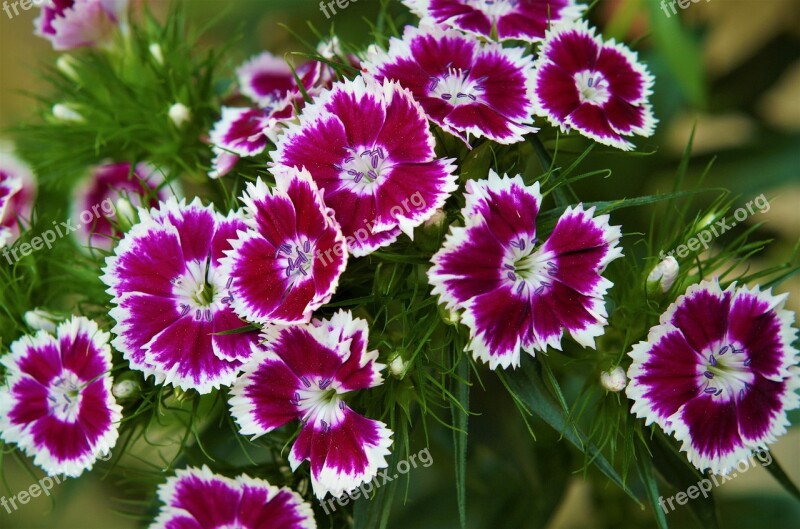 Flowers Carnations Variegated White Carnations And Purple