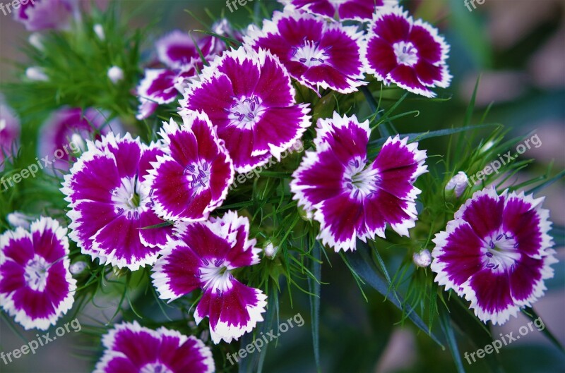 Flowers Carnations Variegated White Carnations And Purple