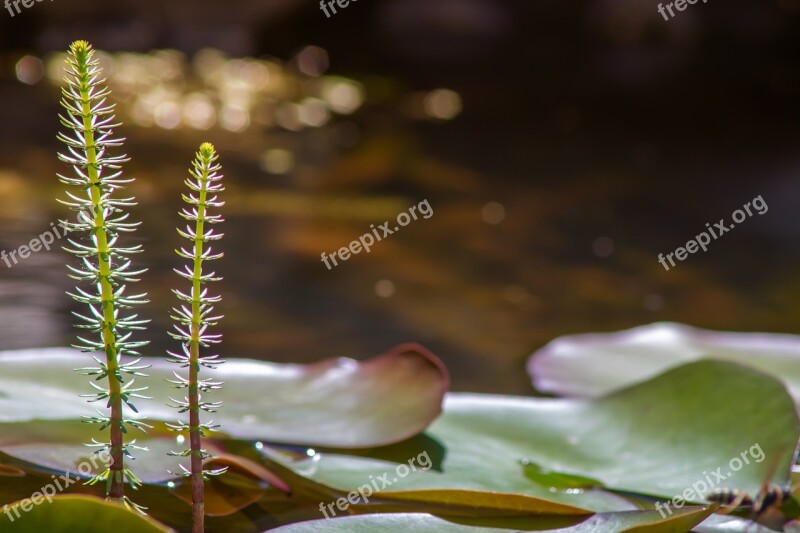 Pond Fir Fronds Plant Nature Lake