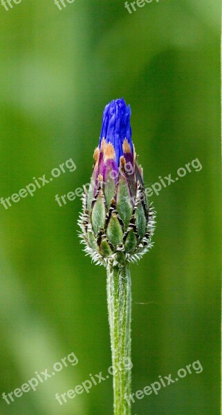 Cornflower Single Flower Blue Macro Free Photos