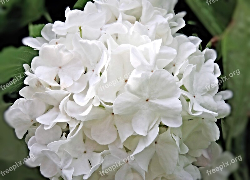 Plant Snow Ball Blossom Bloom Flower Umbel