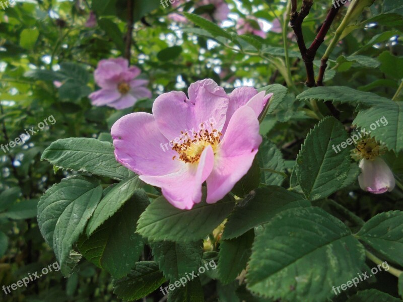 Macro Flower Bloom Flora Garden