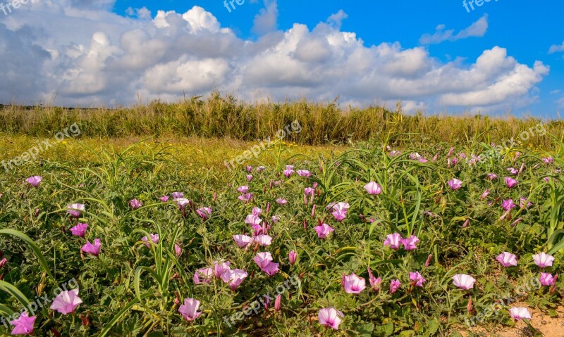 Spring Field Flowers Purple Nature