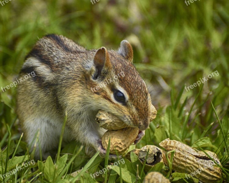 Hungry Chipmunk Green Grass Chipmunk Pokes Chipmunk Grass