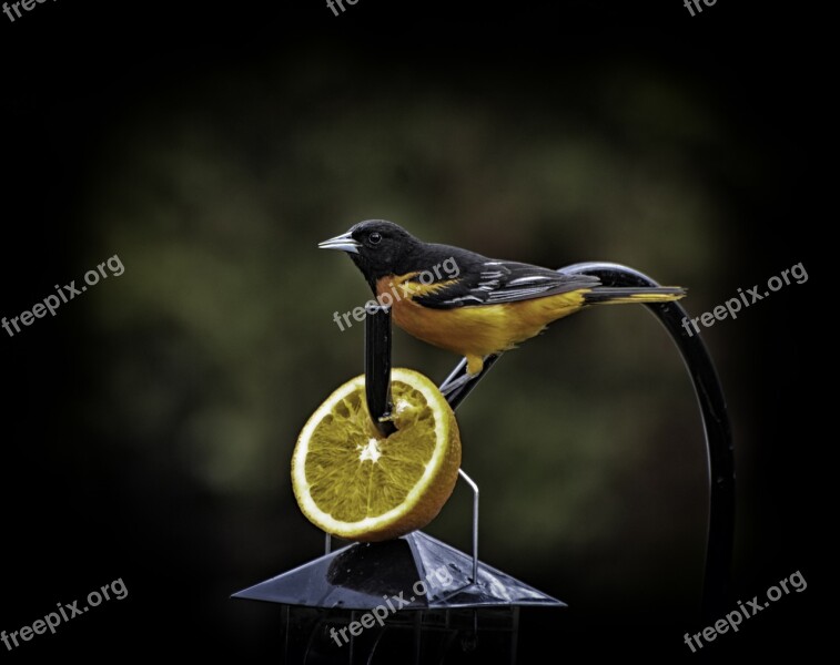 Beautiful Bird Beauty Shows Orange Slices Baltimore Oriole Baltimore