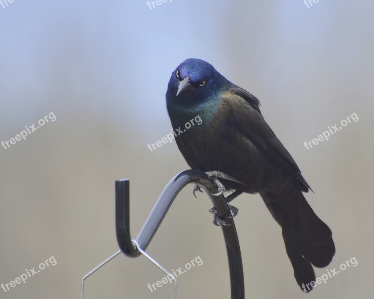 Common Grackle Grackle Standing Grackle Common Post