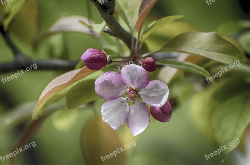 Flowers Blooming Apple Flowers Crab Apple Blooming Charming