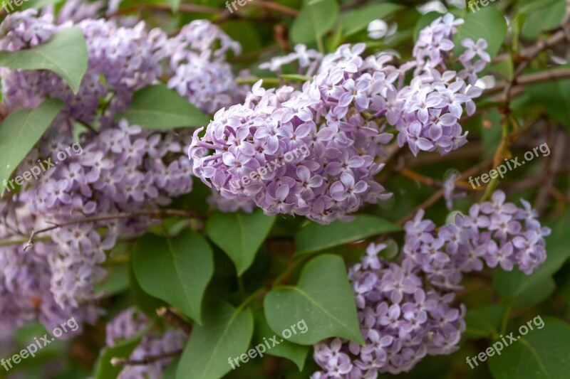 Flowers Lilac Bloom Spring Garden