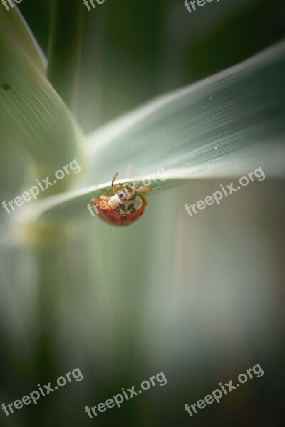 Ladybug Insect Scarab Nature Red