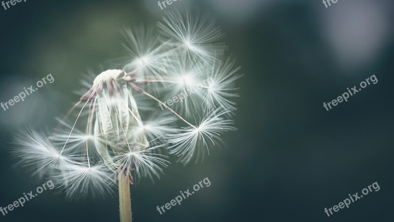 Dandelion Flower Nature Plants Seeds