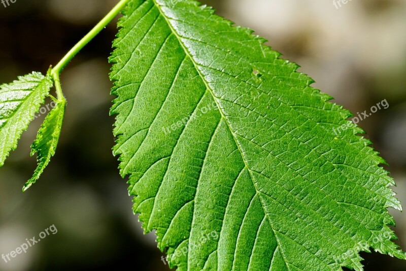 Sheet Green Summer Veins Leaves