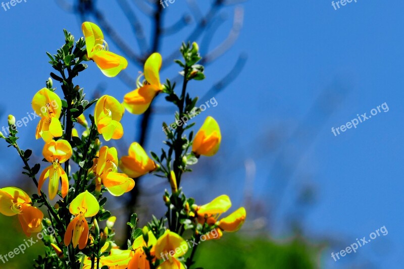 Broom Yellow Flower Nature Bloom Flower Spring