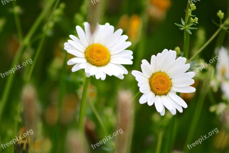 Marguerite Flower Plant Nature Blossom