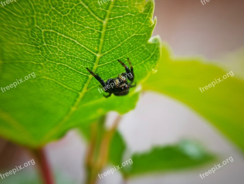 Spider Insect Macro Nature Animal