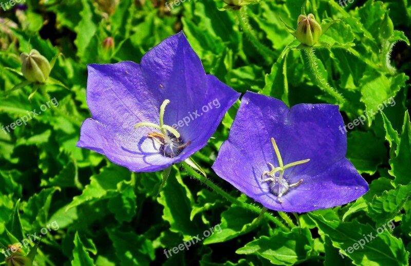 Rozwar Flowers Closeup Nature Garden