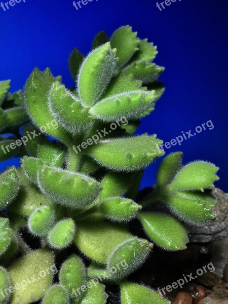 Succulent Plant Cactus Garden Nature