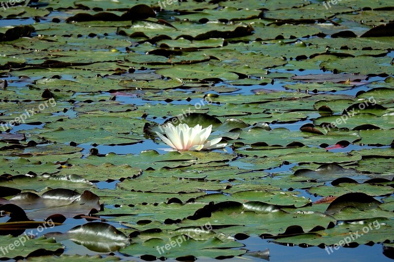 Water Lily Nature Pond Spring Free Photos