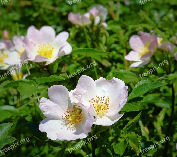 Wild Rose Flowers Pink Nature Spring