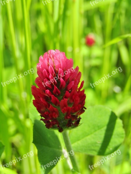 Klee Field Meadow Single Flower Forage Clover