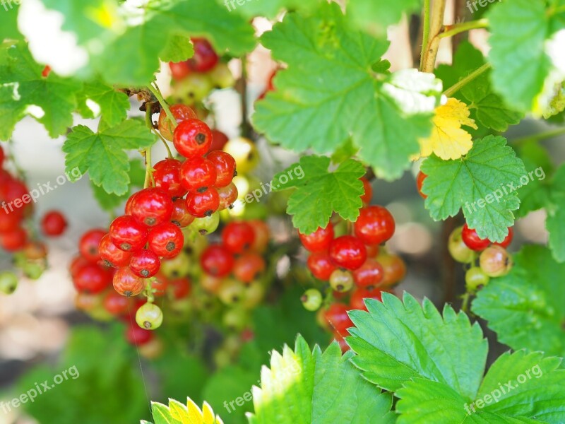 Currant Garden Plant Bush Green