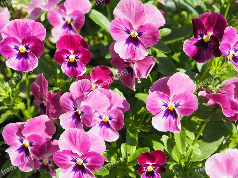 Pansy Plant Flower Spring Nature