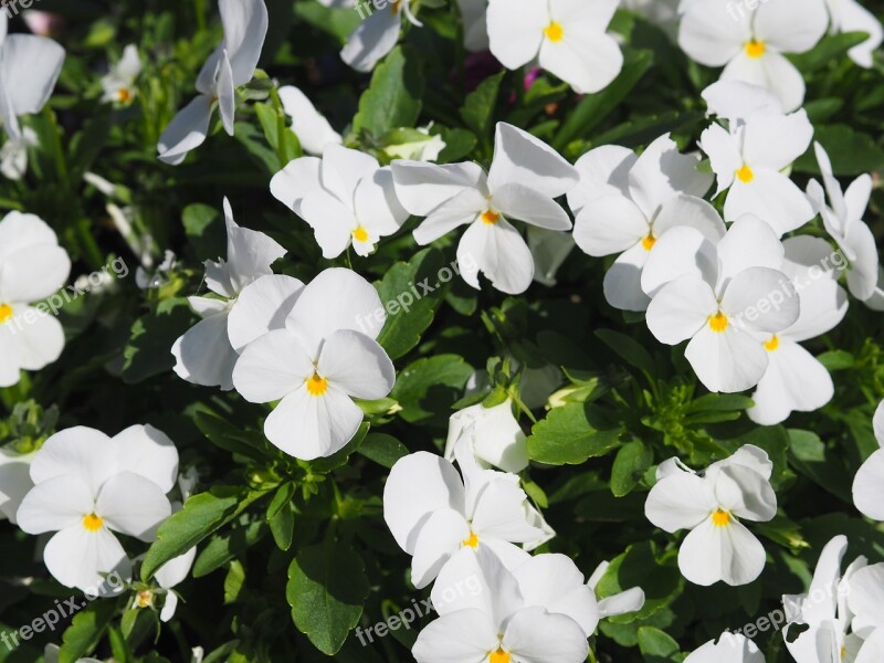 Pansy Plant Flower Spring Nature