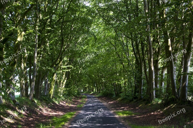 Forest Path Trees Nature Mood Lighting