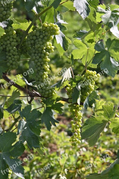 Grapes Spring Nature Flora Bloom