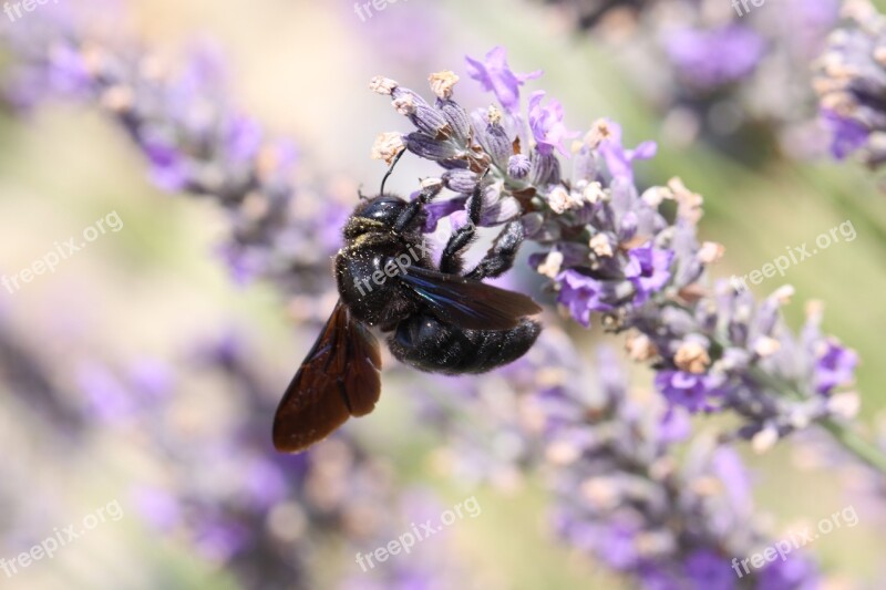 Spring Insect Bee Flower Nature