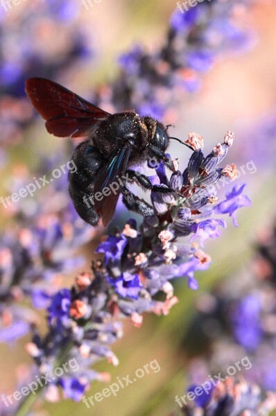 Bee Spring Insect Nature Pollen