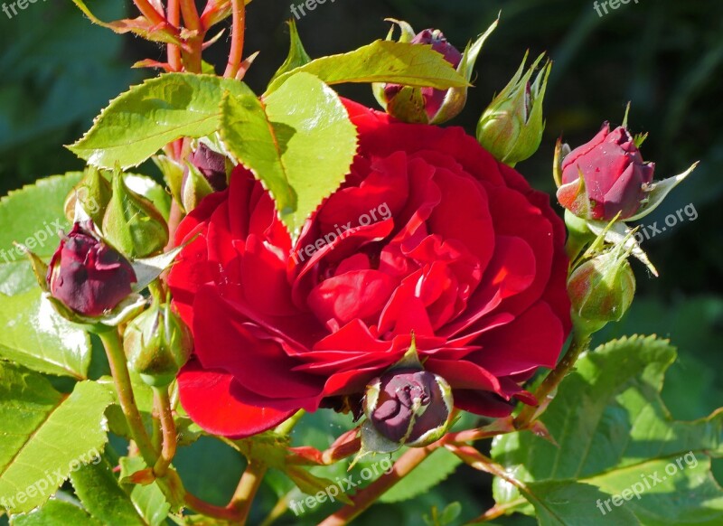 Garden Rose Blossom Bloom Bud June