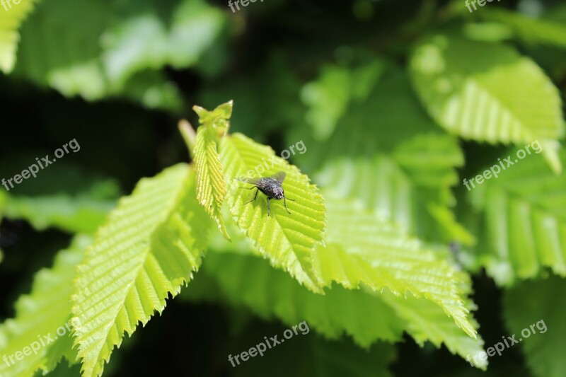 Nature Macro Insect Insects Garden