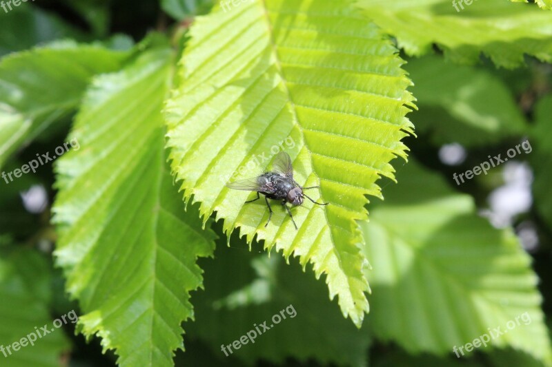 Nature Macro Insect Insects Garden