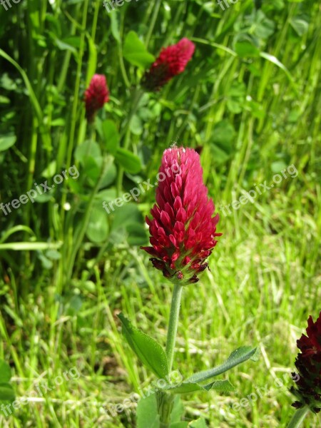 Klee Field Meadow Single Flower Forage Clover