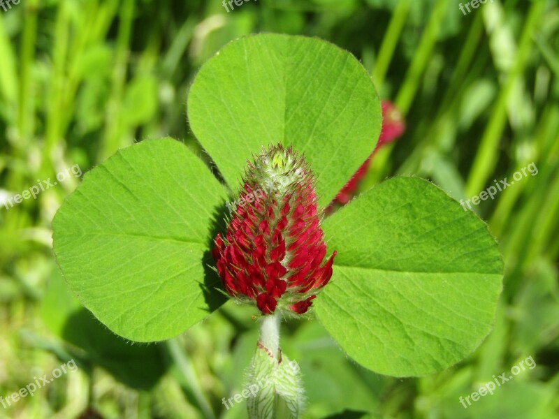 Klee Field Meadow Single Flower Forage Clover