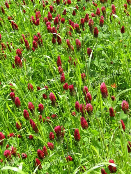 Klee Field Meadow Forage Clover Large Clover