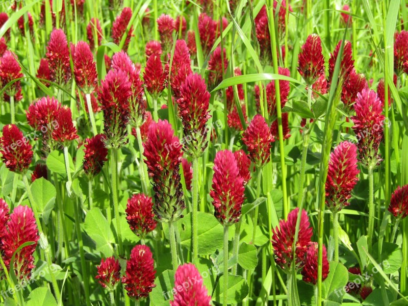 Klee Field Meadow Forage Clover Large Clover