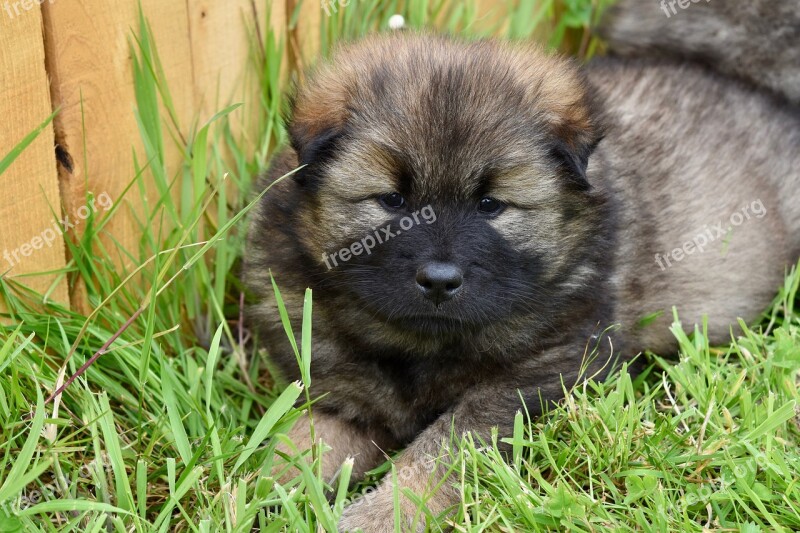 Dog Puppy Pup Dog Eurasier Dog Pango