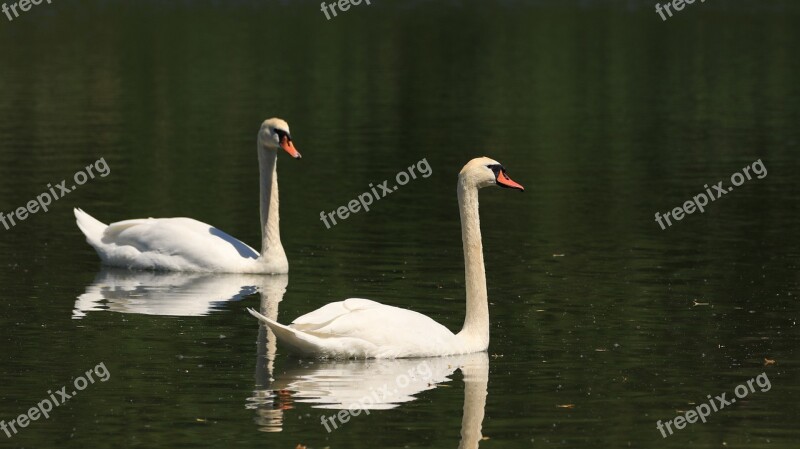 Swan Lake Bird Plumage Elegant