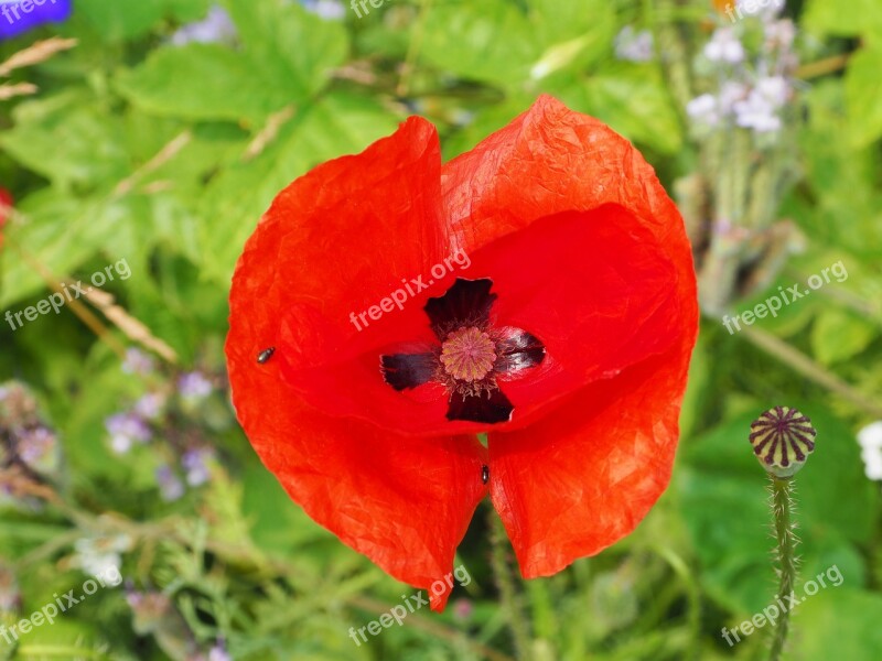 Poppy Close Up Red Green Blossom