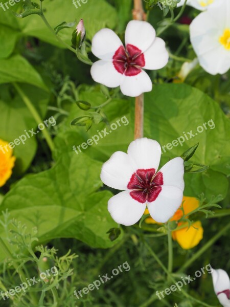 Macro Flowers White Red Green