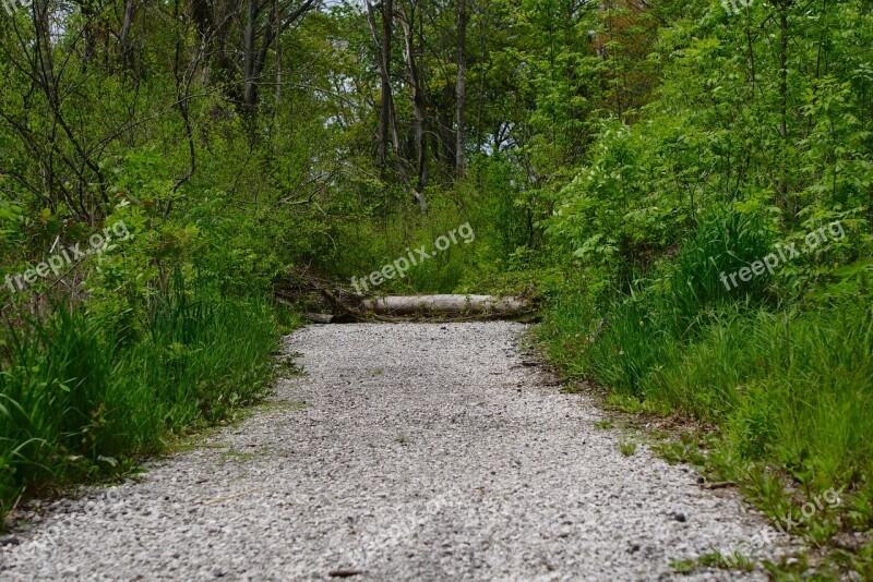 Path Nature Forest Trees Trail