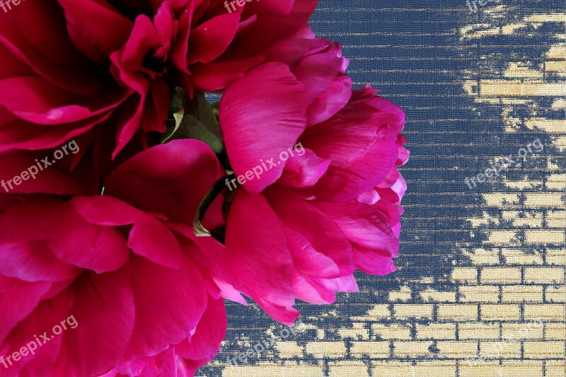 Peony Red Flowers Beautiful Leaves