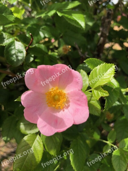 Wildflower Nature Flower Rose Free Photos