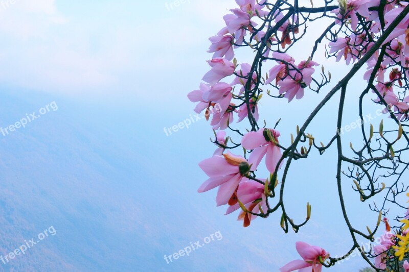 Flower Trees Plant Magnolia Flower Spring