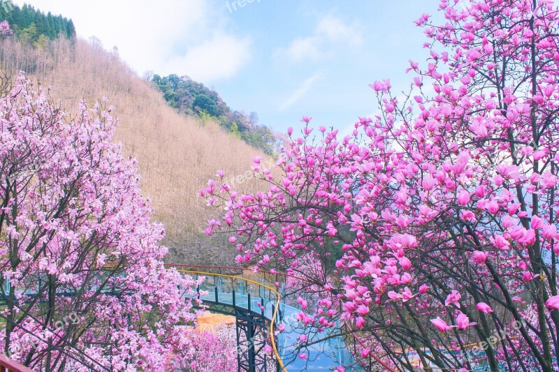 Flower Trees Plant Magnolia Flower Spring