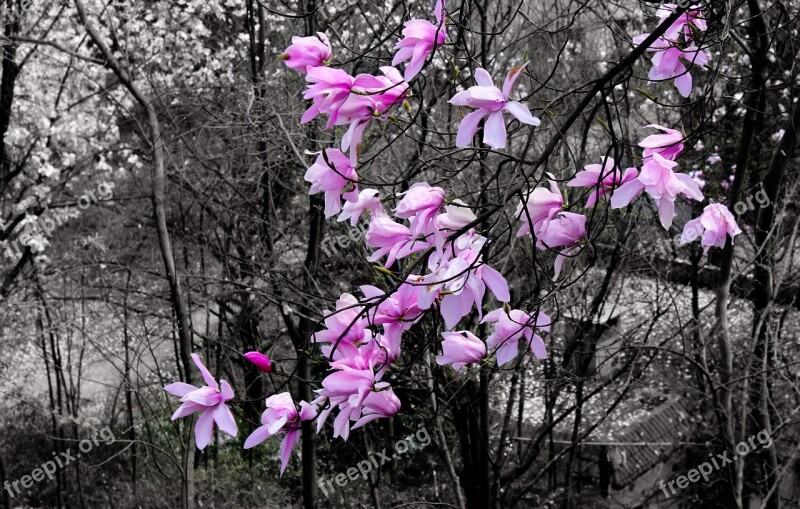 Flower Trees Plant Magnolia Flower Peach Blossom