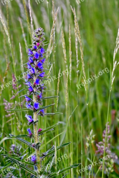 Slangenkruid Echium Vulgare Flower Flora Free Photos