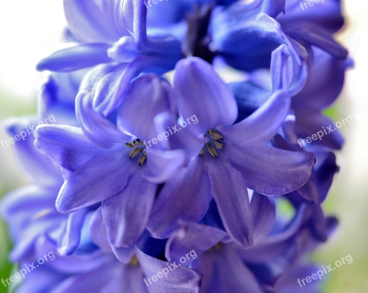 Hyacinth Flower Spring Flower Blue Flowers